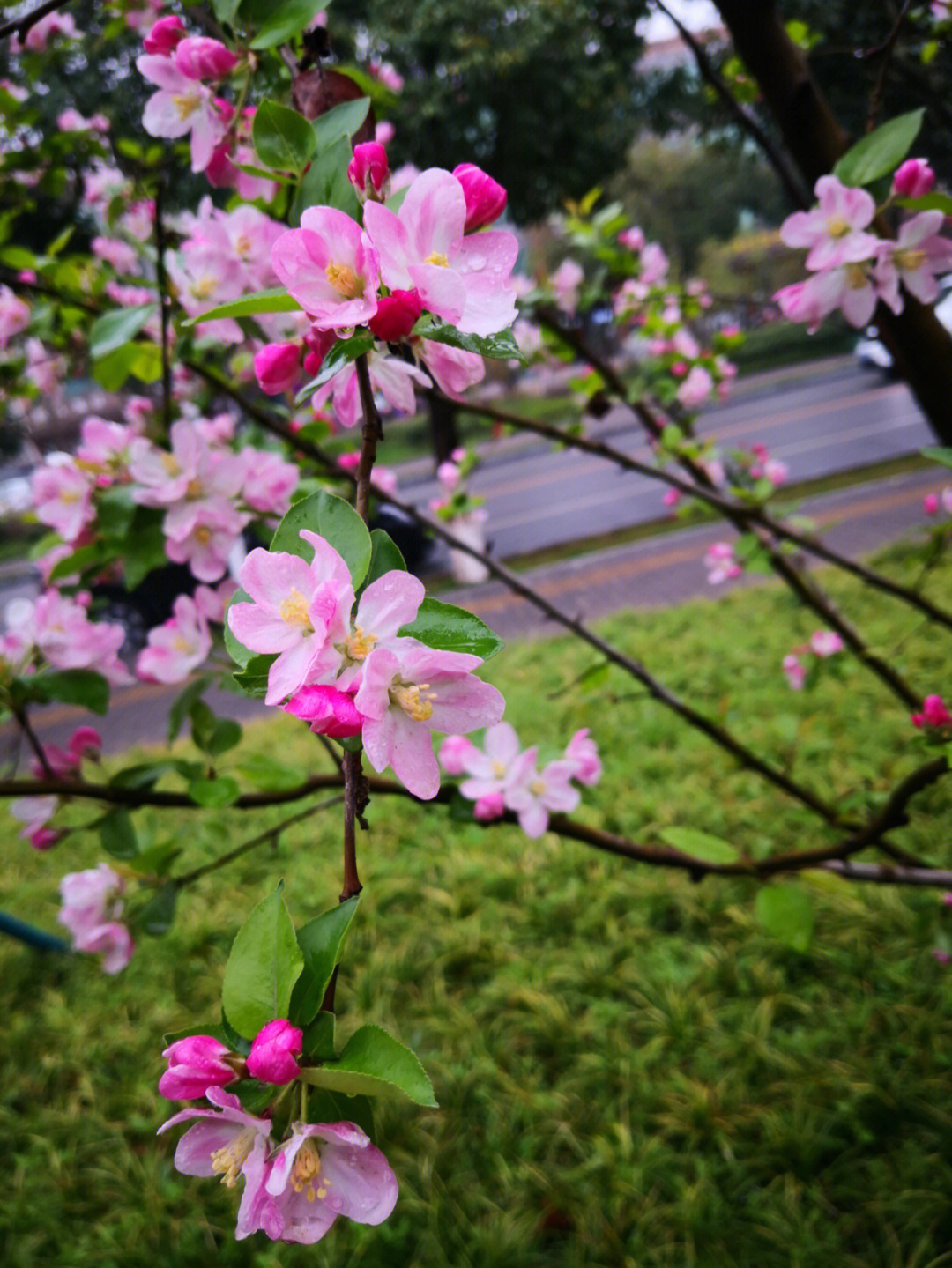 春天之海棠