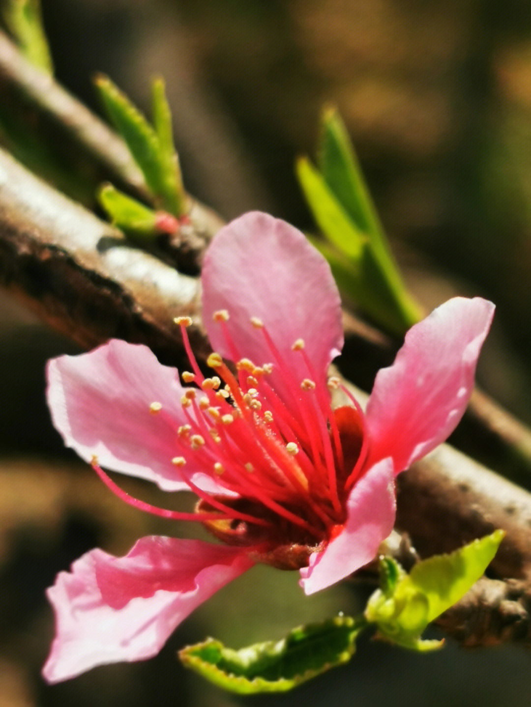 春分时节桃花盛开