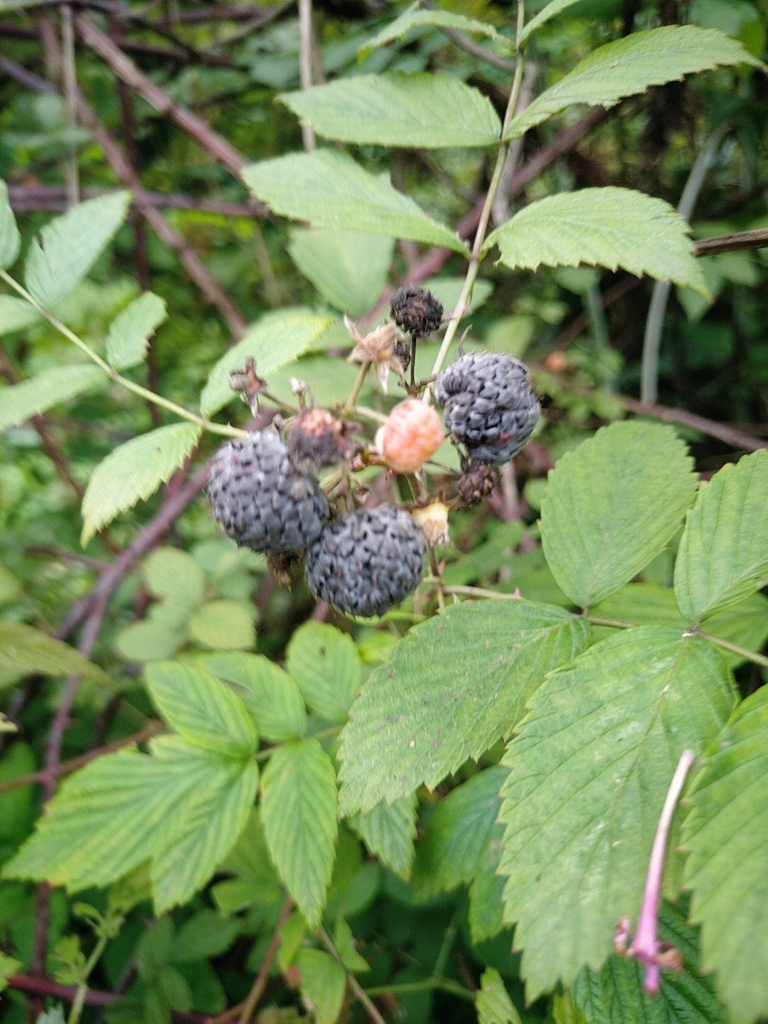 山莓与刺莓野生图片