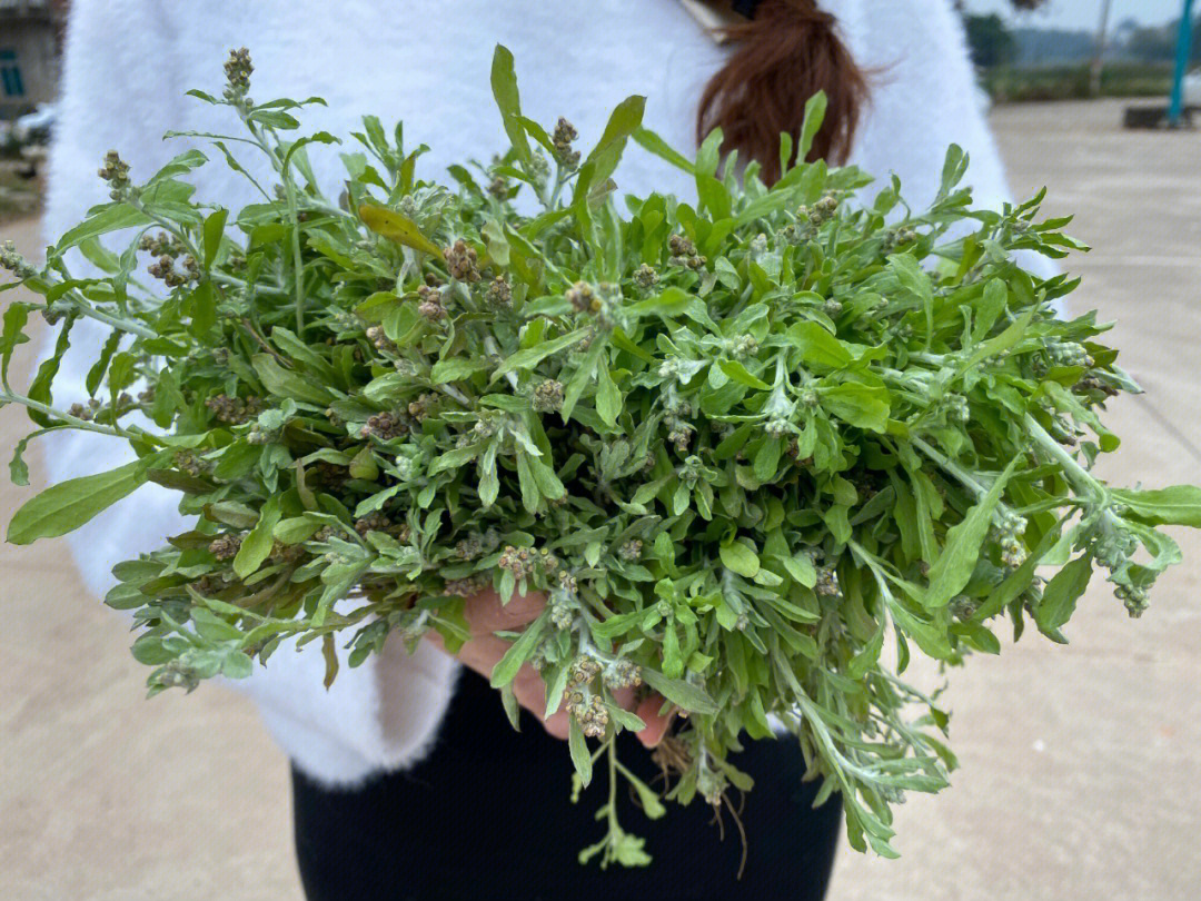 田艾跟艾草,清明菜到底有什么区别?