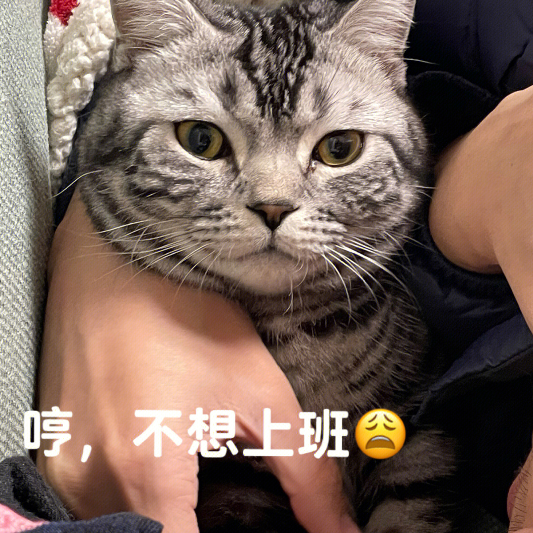 不想上班表情包猫猫图片