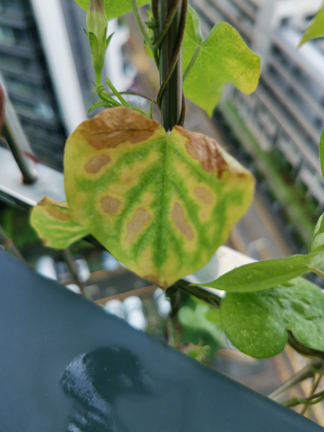 矮牵牛花叶病图片图片