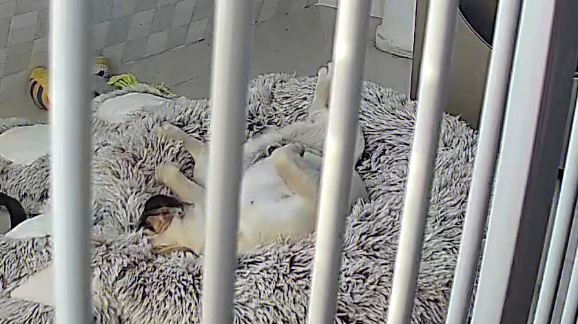 八哥鸟睡觉的姿势图片图片