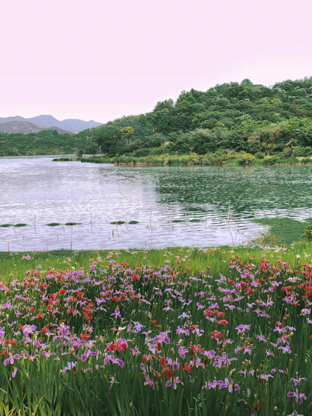 宁波东钱湖花海图片