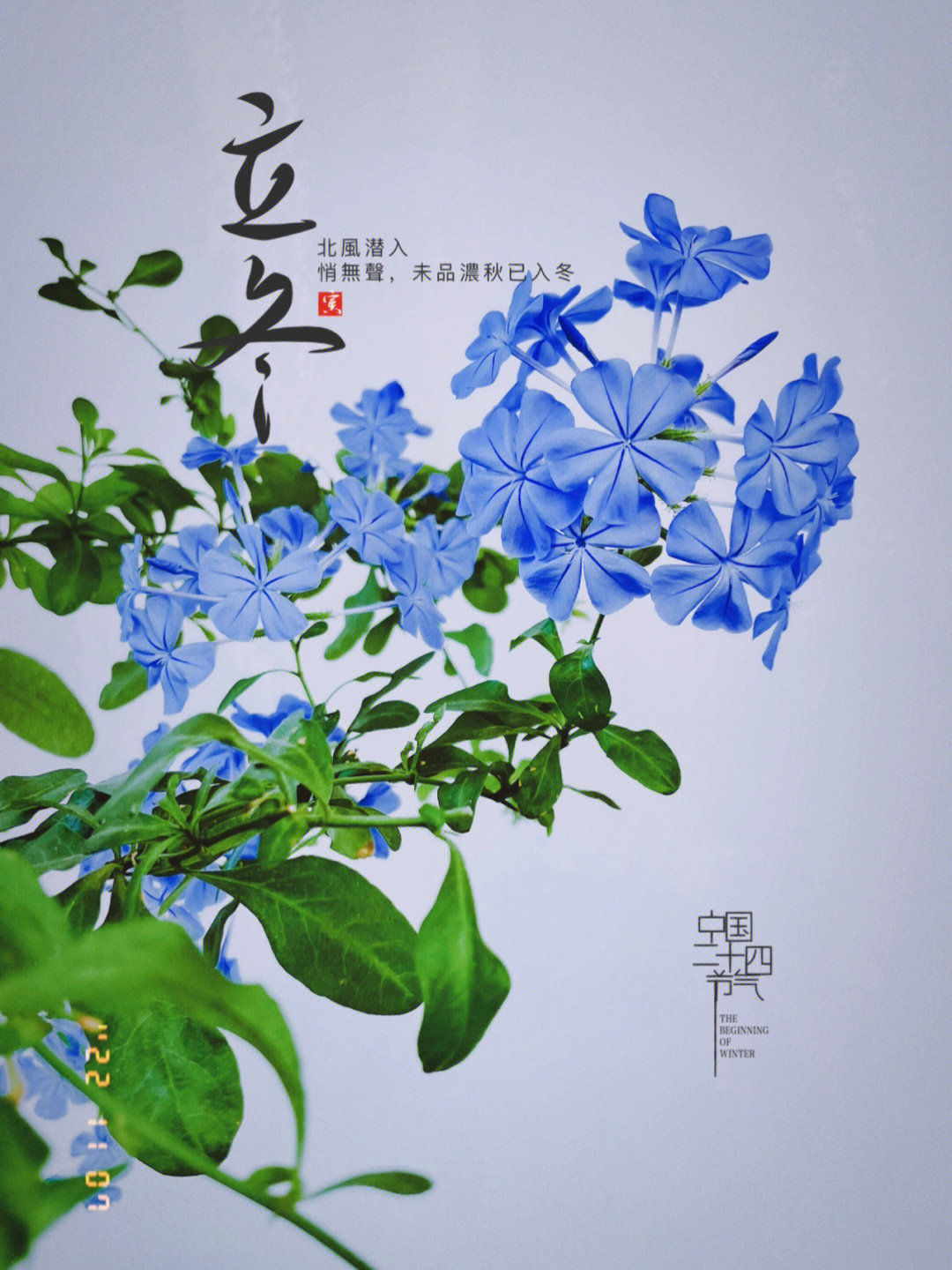 蓝色木槿花花语图片