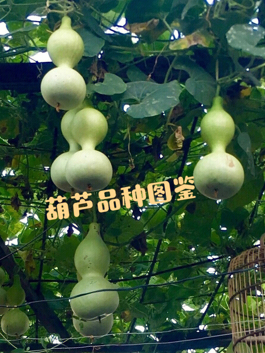 没想到葫芦竟有这么多品种