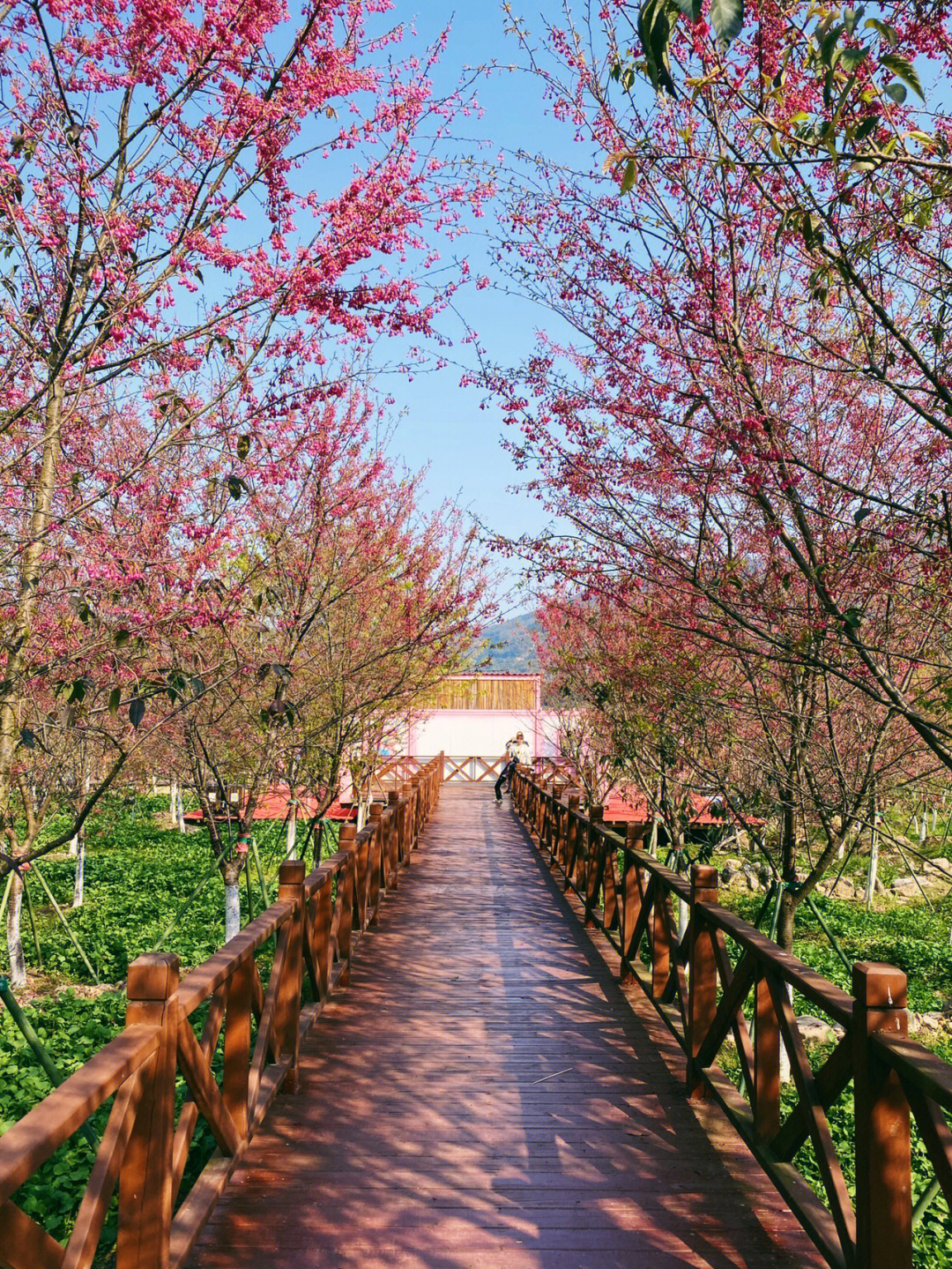 韶关樱花谷风景区图片