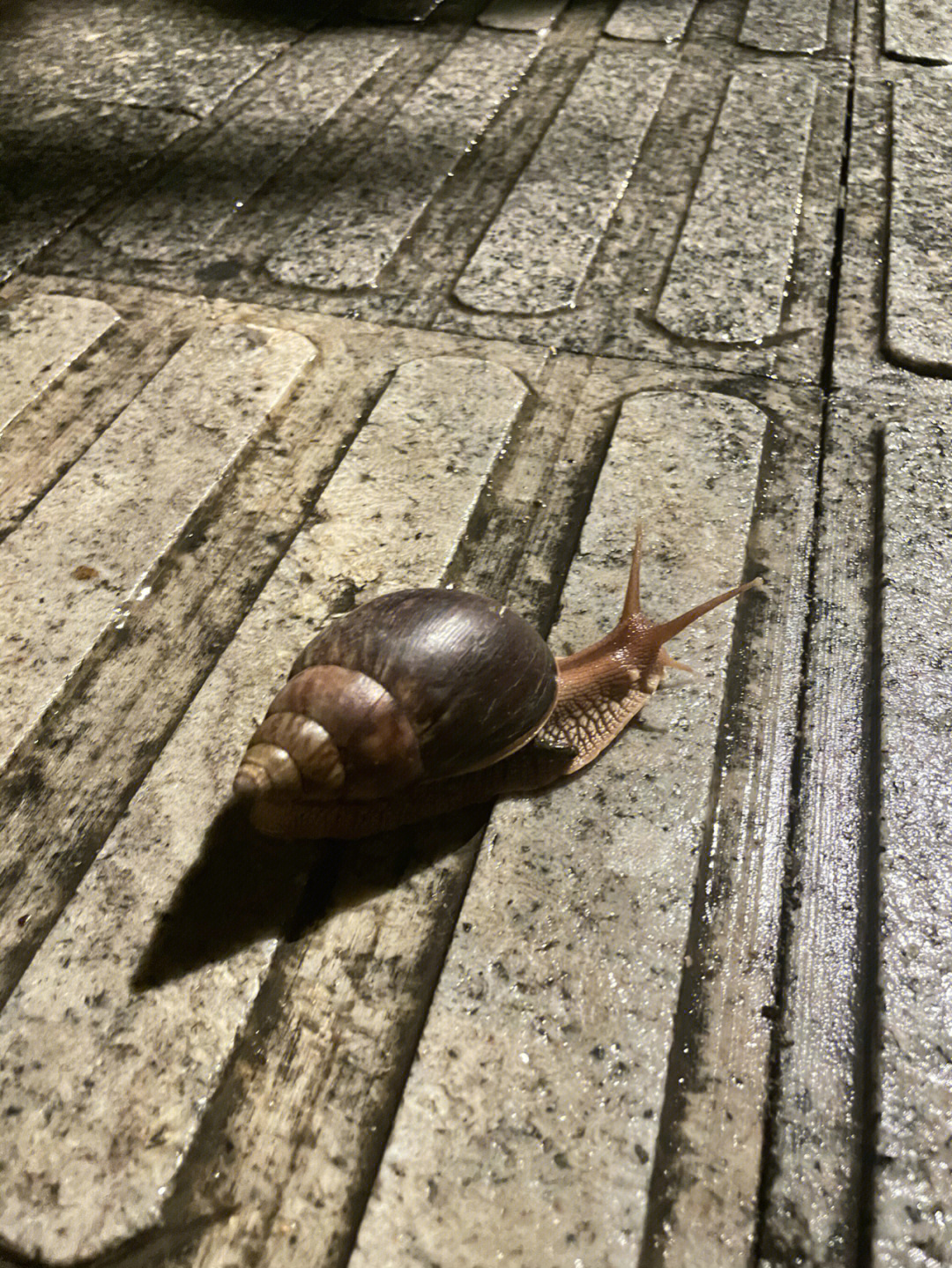 深圳的蜗牛都那么大的吗
