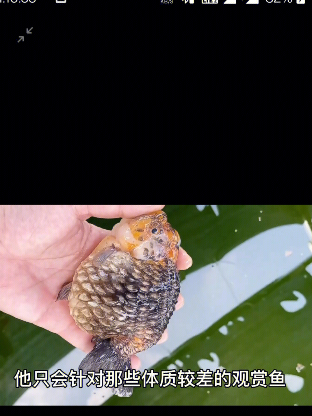 金鱼炸鳞病不传染但是致死率很高