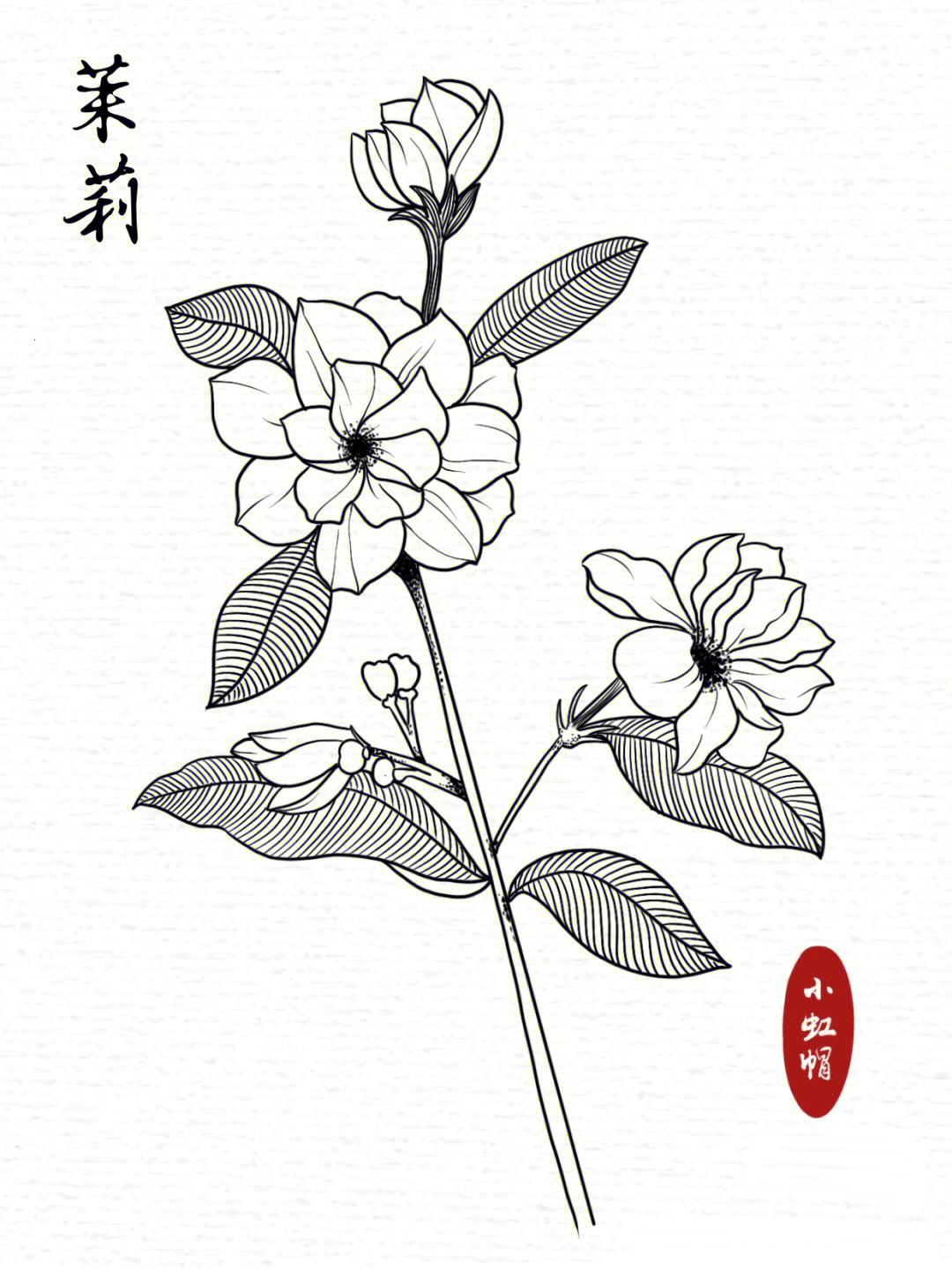 线描练习花卉线稿茉莉花附过程