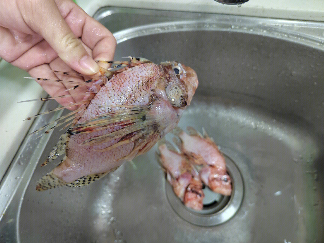 食用狮子鱼图片图片