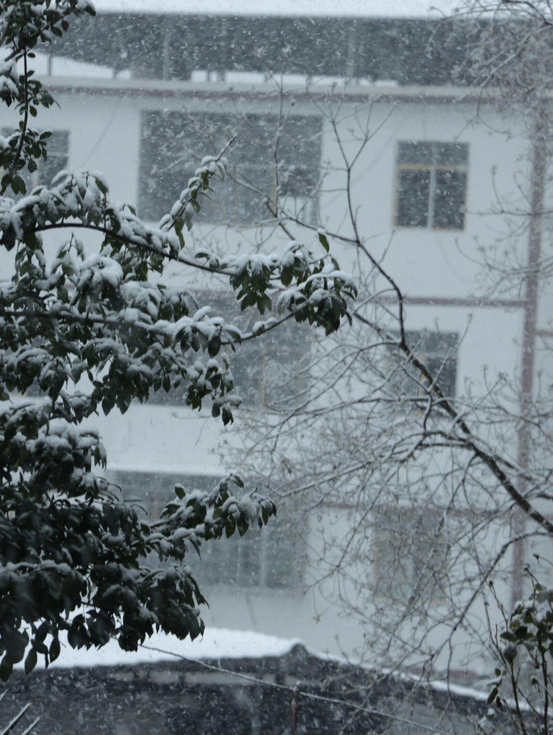 雪下雪天拍照