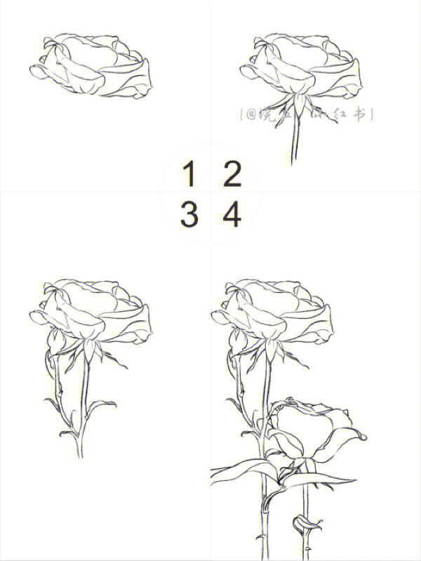 植物玫瑰花画法图片