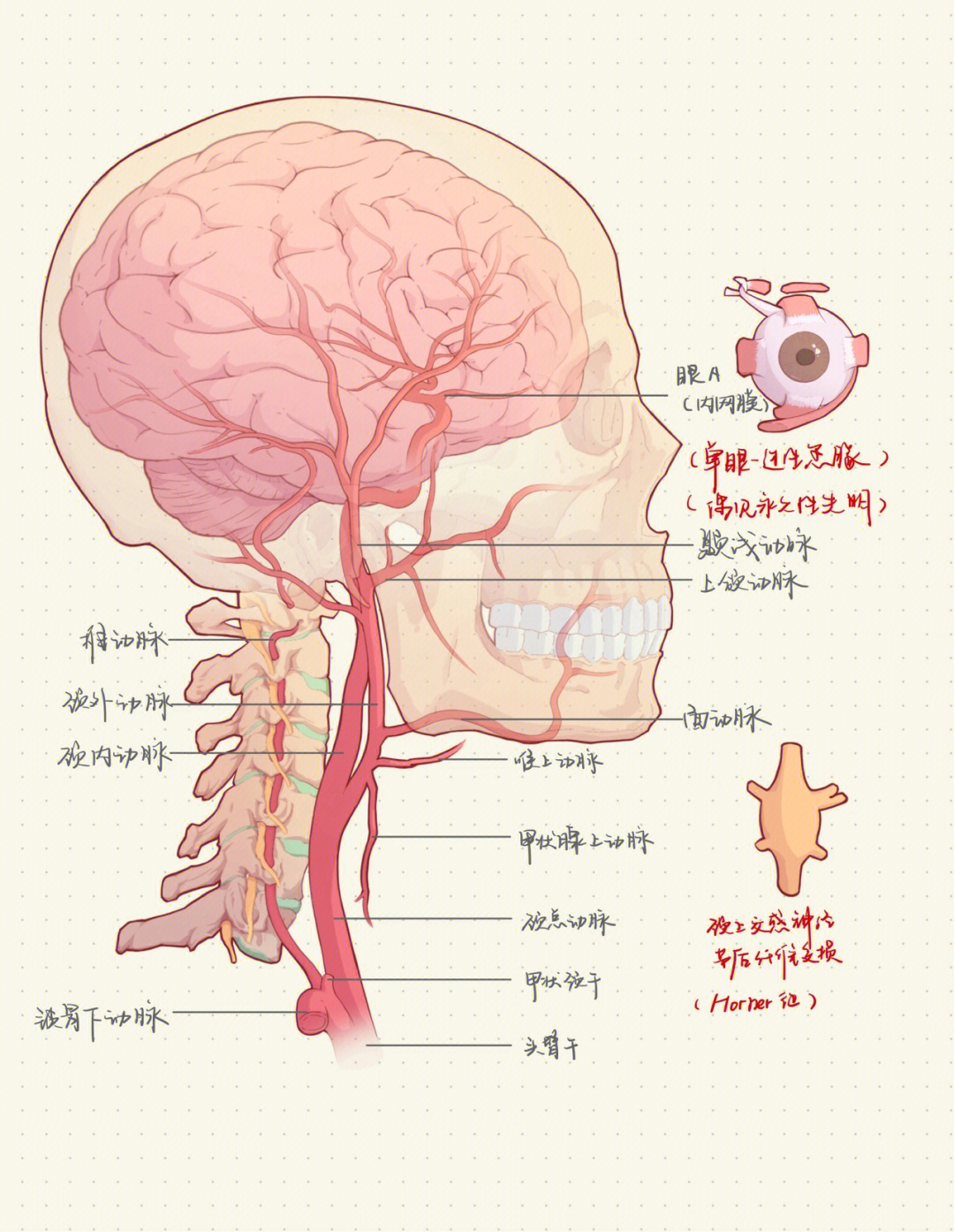 颈横动脉解剖图图片