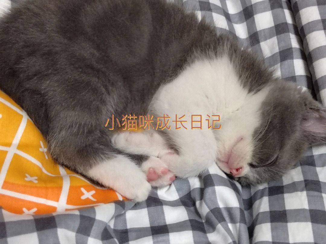 小猫成长每月照片图片