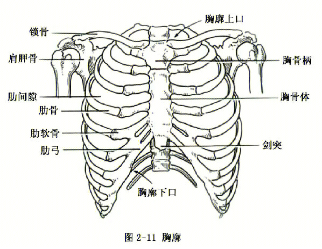 人体解剖学图集ios图片