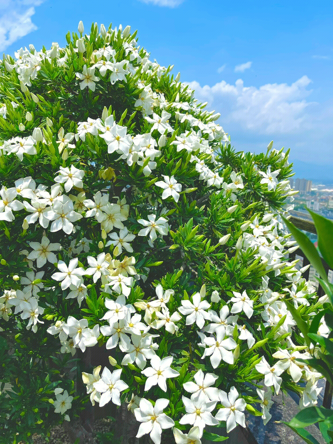 栀子花树