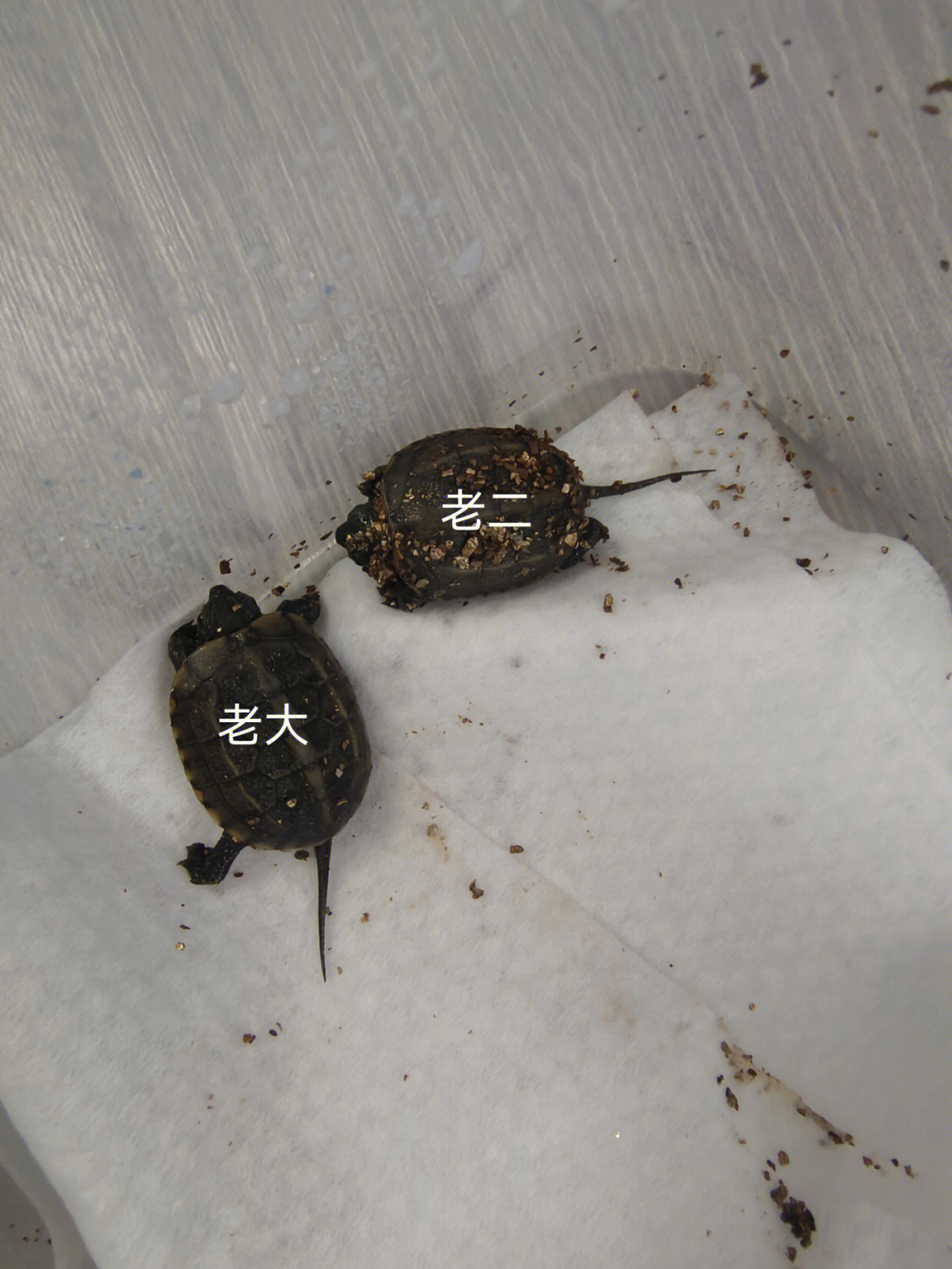 乌龟蛋孵化