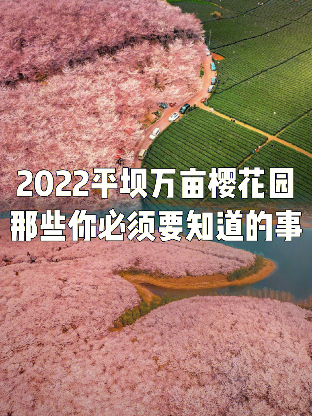 2022平坝万亩樱花园丨价值百万的游览攻略