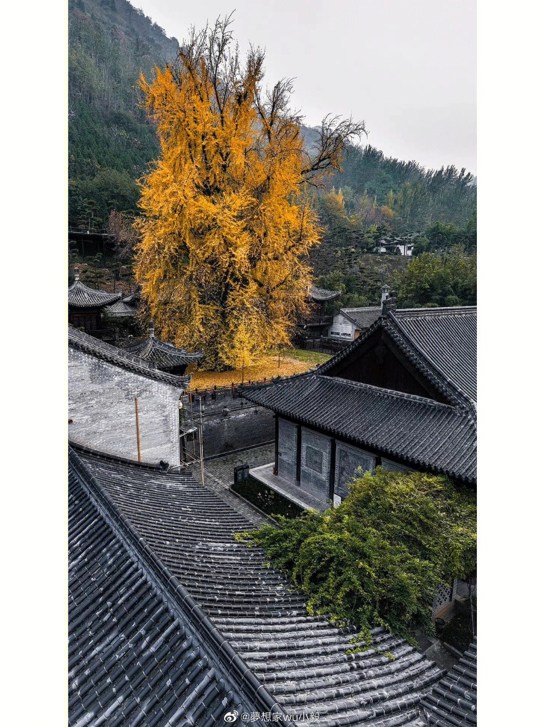 古观音禅寺银杏树时间图片