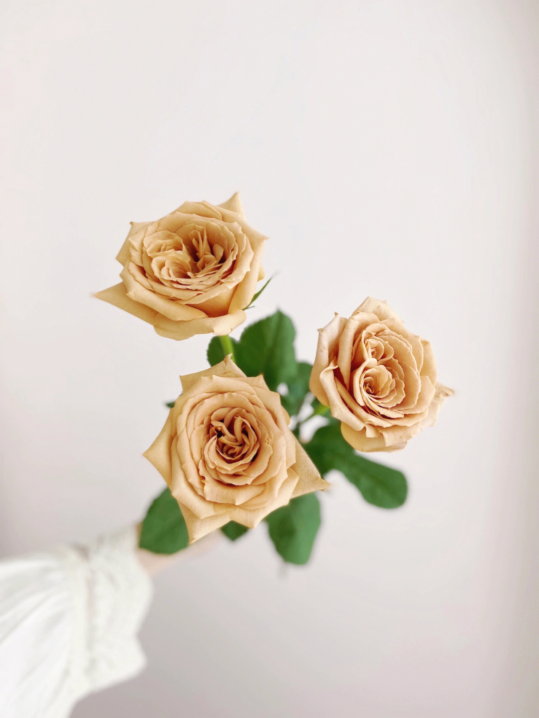 摩卡玫瑰花语图片