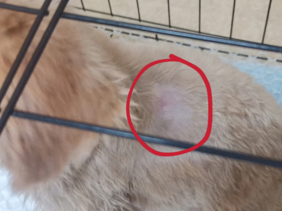 狗子这是得了皮肤病吗,上个月刚剃完毛,其他毛都长了就后背那一小块没