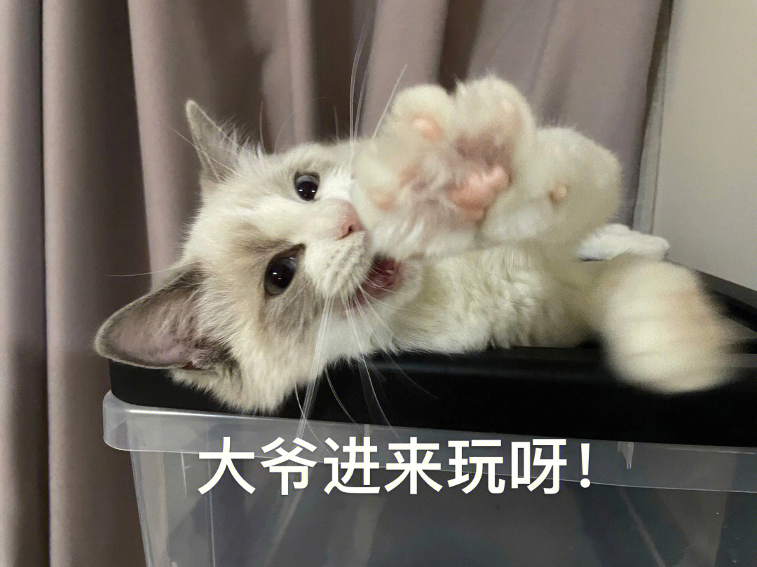 修猫猫表情包