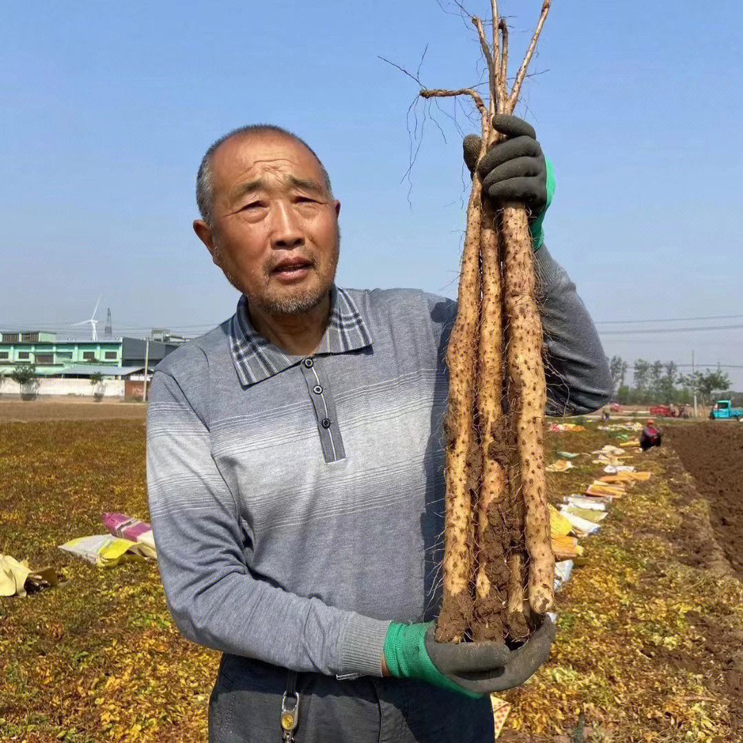 温县正宗垆土地铁棍山药