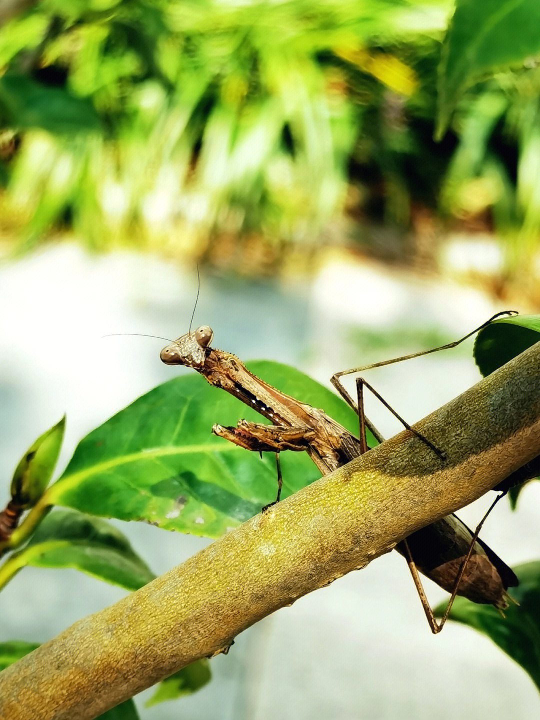 马来树螳螂图片