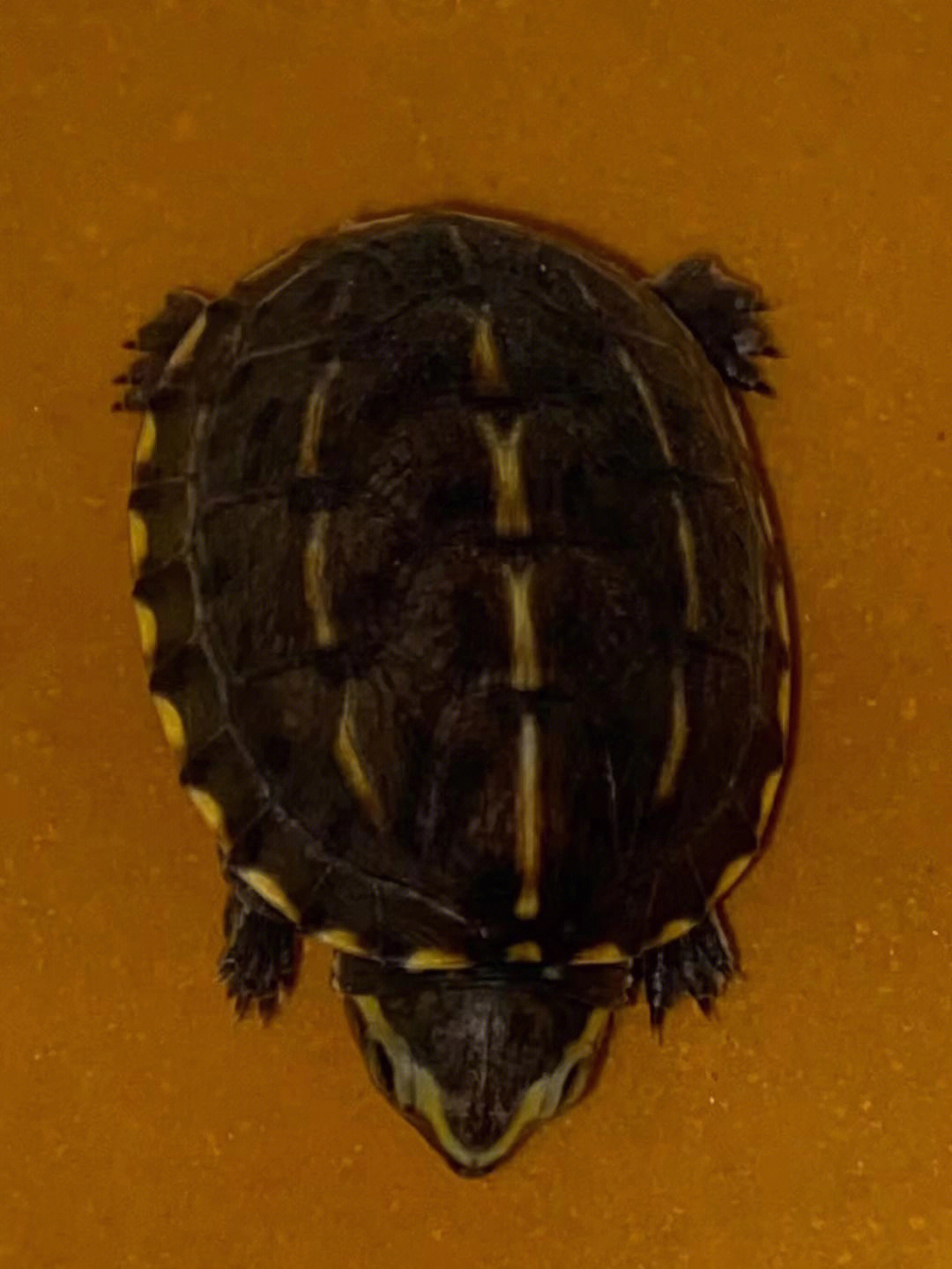 果核泥龟保护等级图片