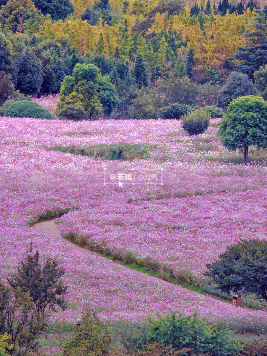 乃古石林格桑花地址图片