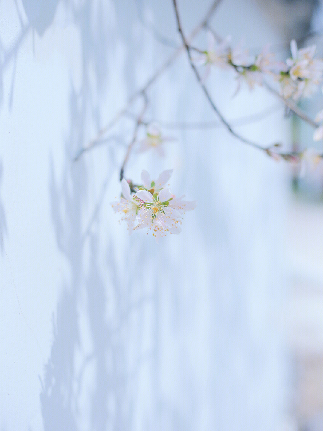 怎么拍桃花图片