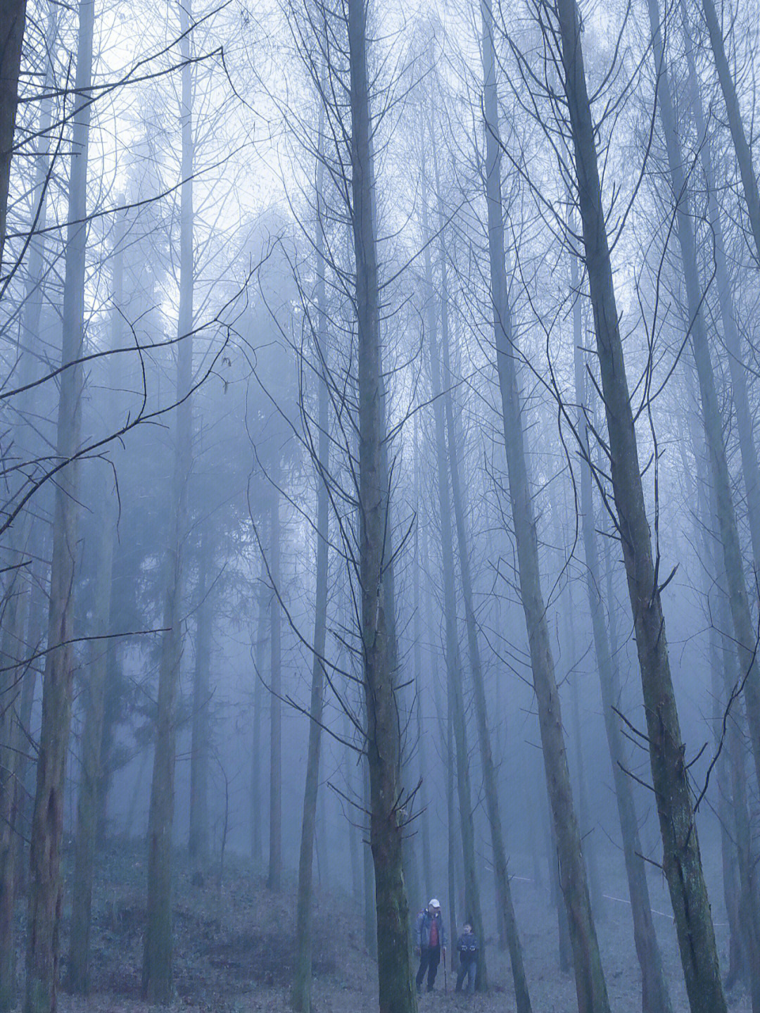 迷雾森林大口呼吸