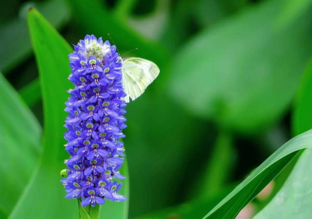 梭鱼草的花语是自由.