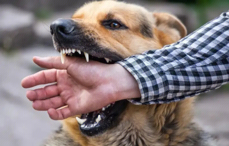 预防狂犬病黑板报可爱图片