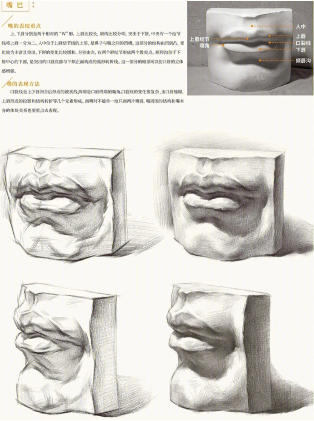石膏嘴巴结构图解正面图片
