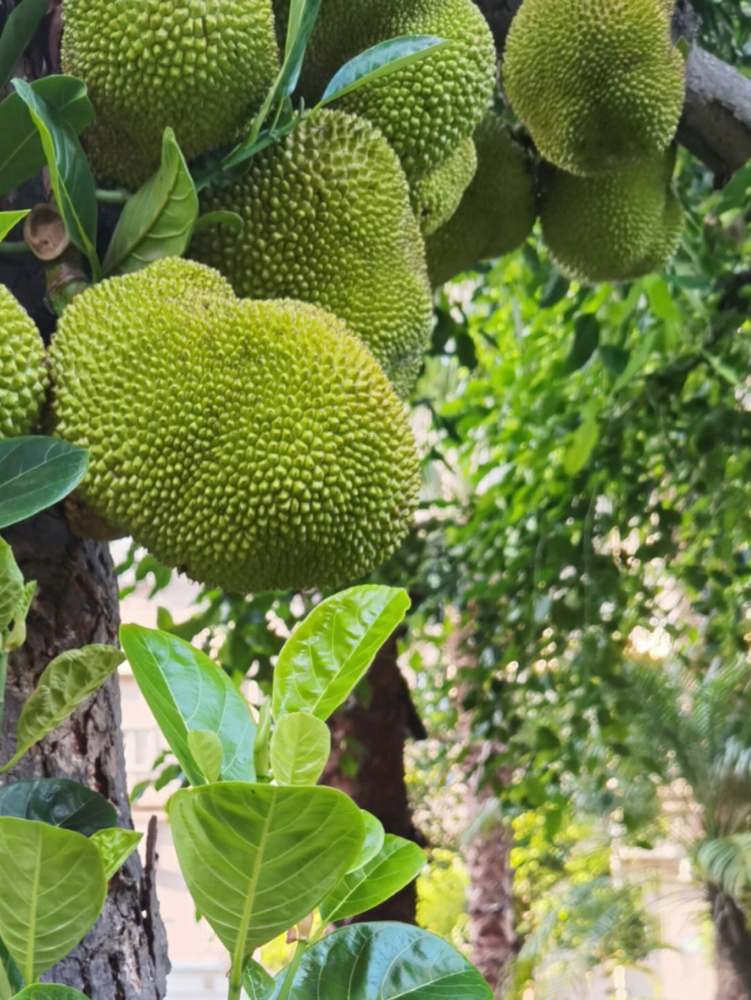 长在树上的菠萝蜜像化石一样