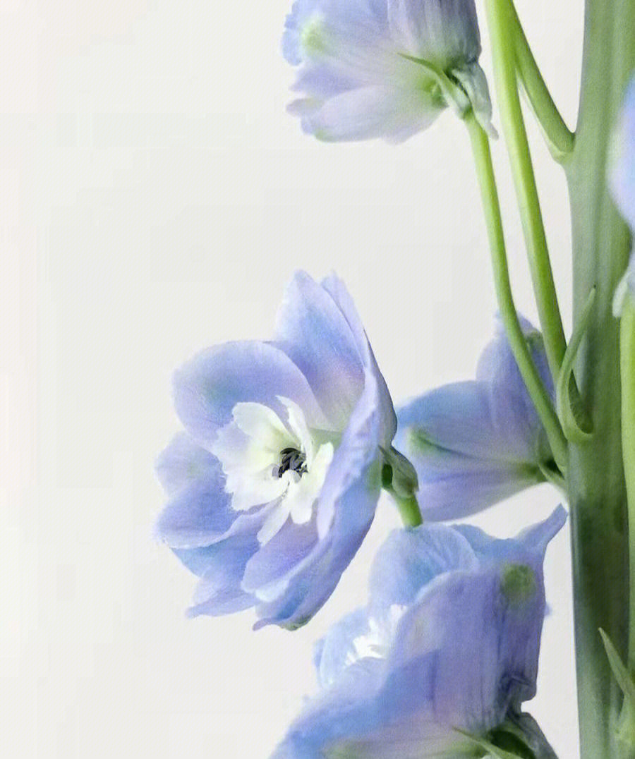 蓝色大飞燕花语图片