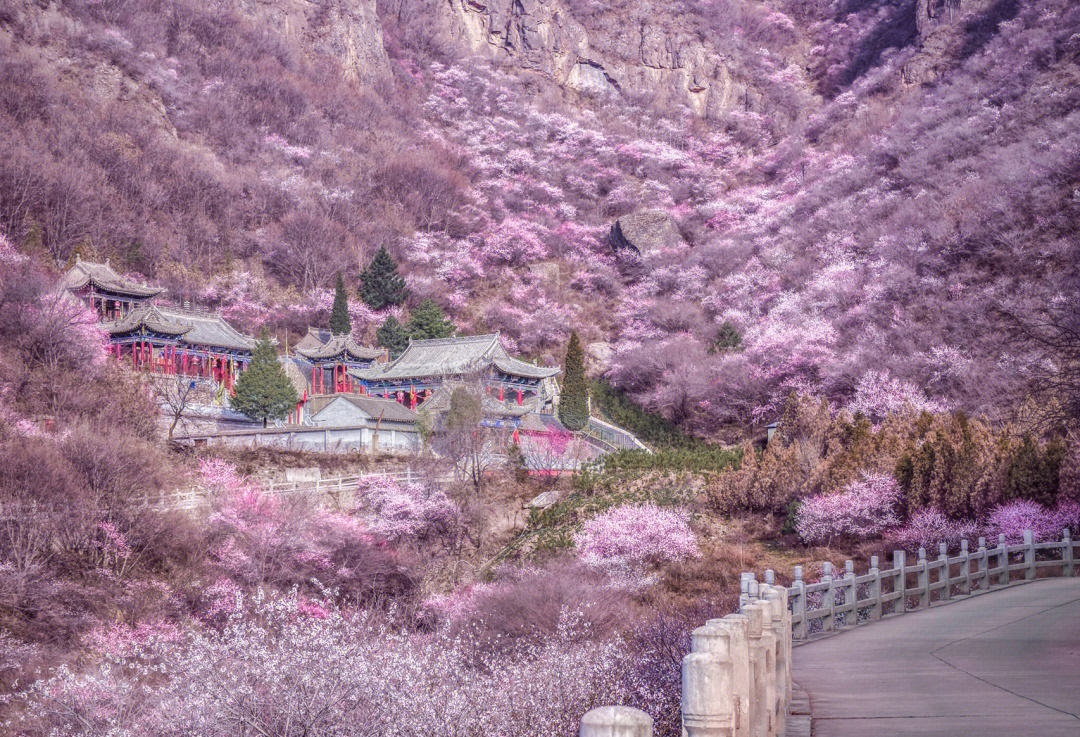 春天看桃花怎么能错过这里附免费游妙招