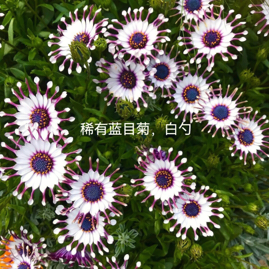 蓝目菊幼苗图片图片