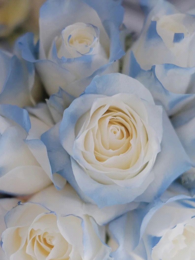 克莱因蓝玫瑰背景图图片