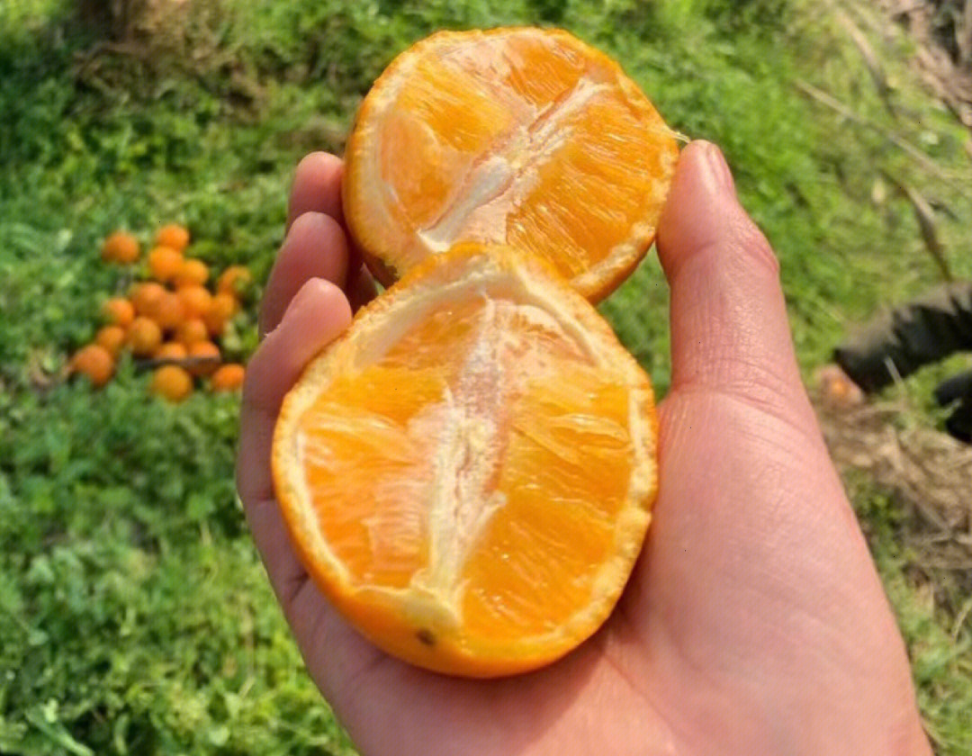 锦蜜冰糖橙品种介绍图片