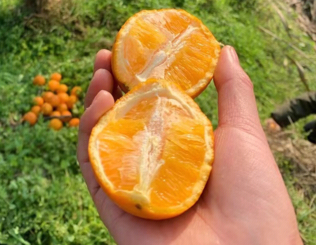 麻阳锦蜜冰糖橙简介图片