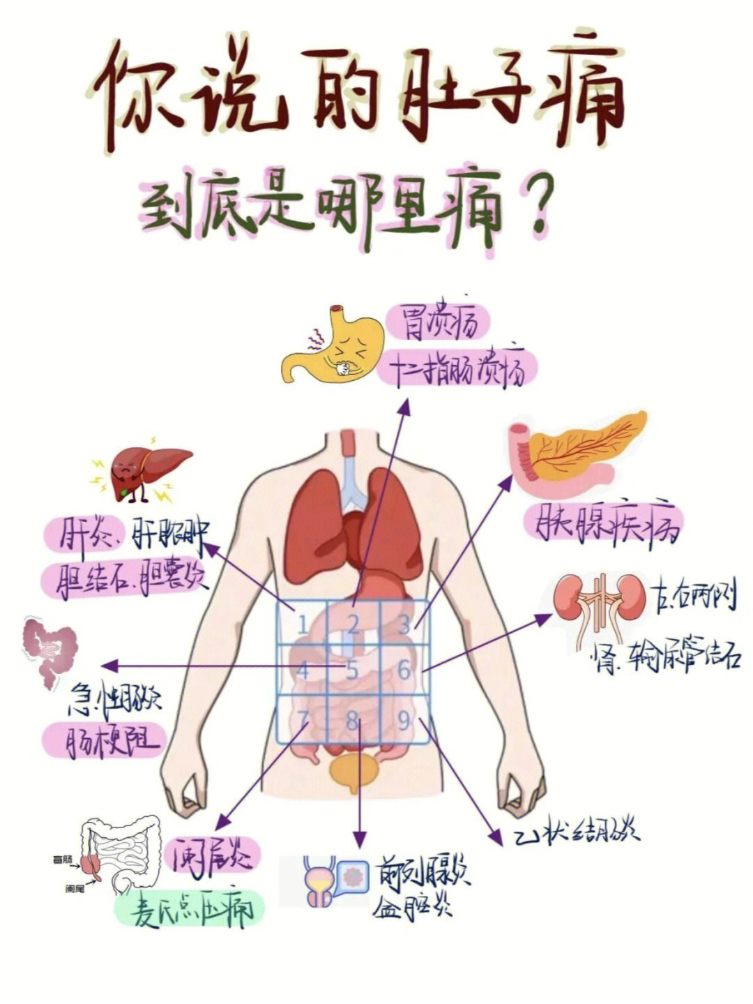 腹部分区九分法器官图片