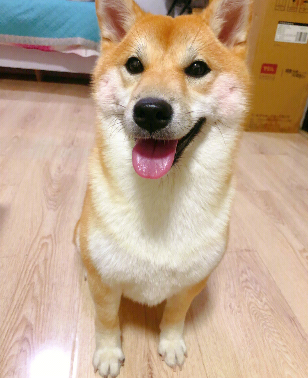 柴犬