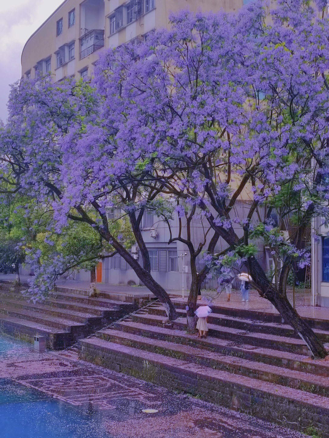 雨中的蓝花楹和紫色的海绵宝宝