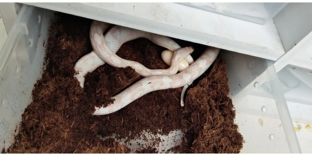 蛇的繁殖方式图片