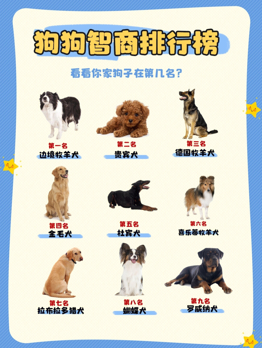 小型犬智商排名图片