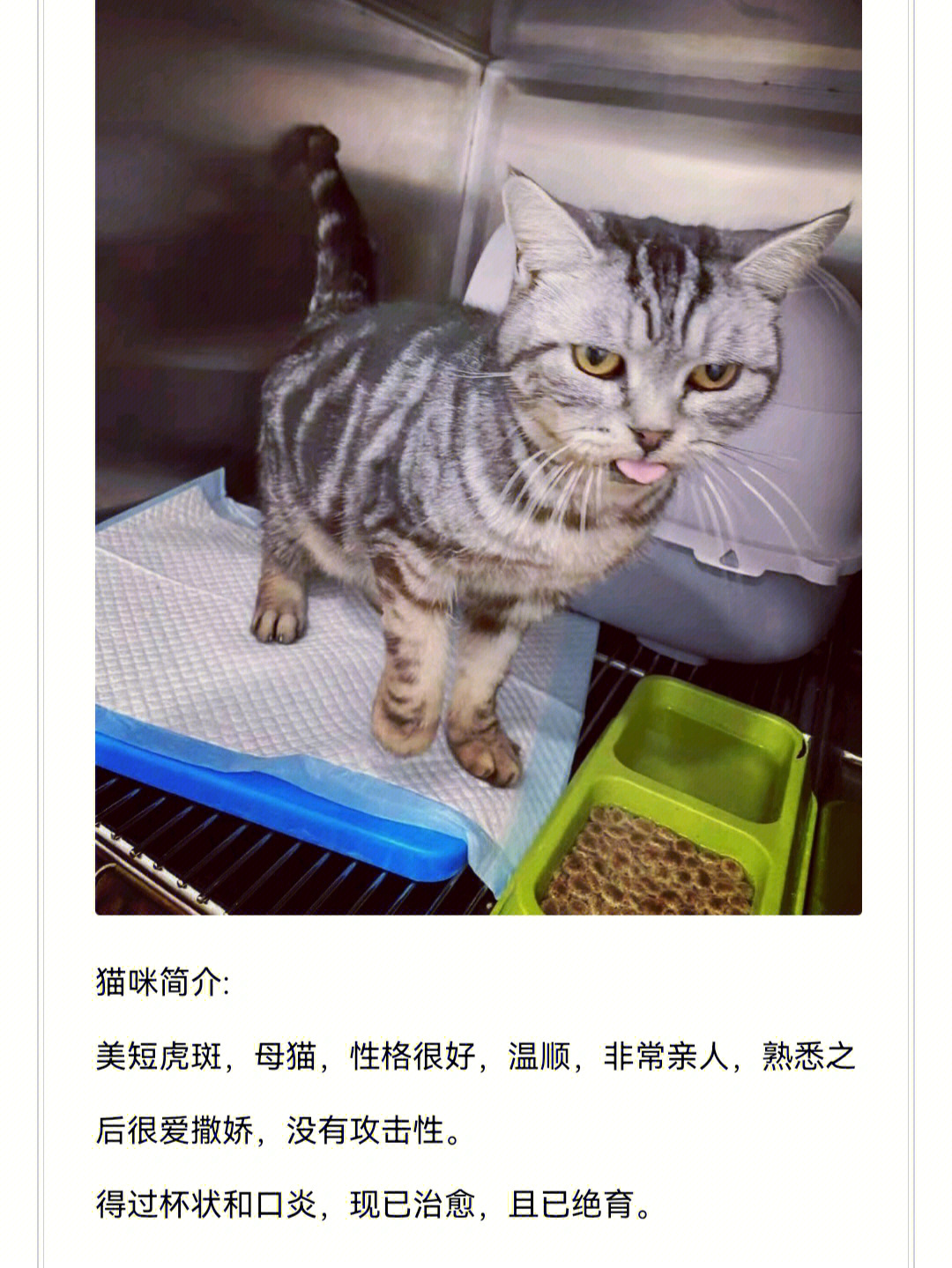 虎斑猫正常体重表图片图片