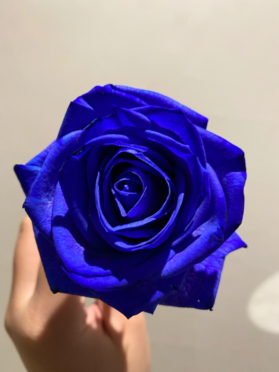 蓝玫瑰花图片真实照片图片